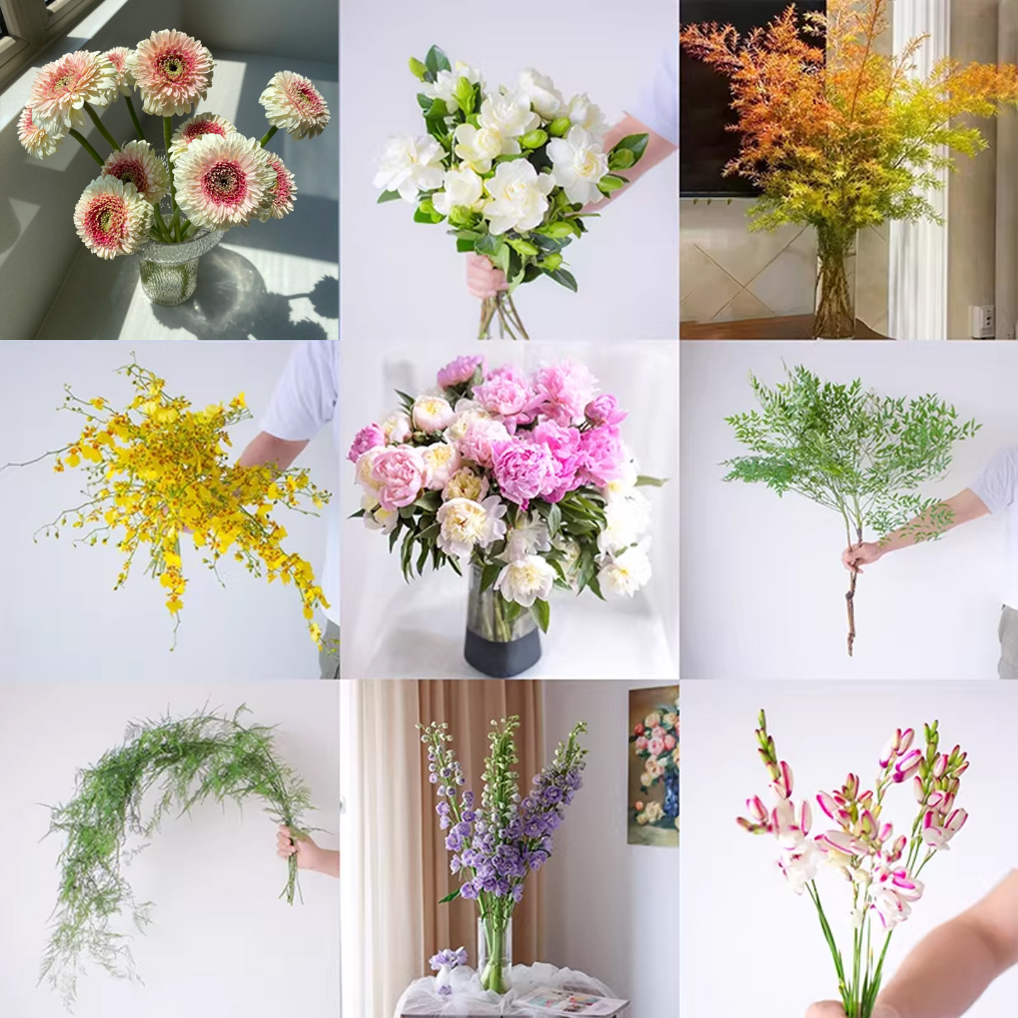 春季鲜花芍药瓶插鲜花云南直发图片
