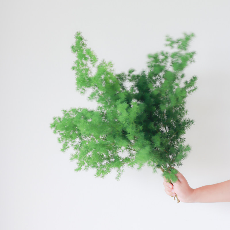 蓬莱松鲜切鲜花云南直发客厅植物室内水培绿植插花配草水松鲜切花