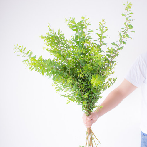 雪柳叶鲜枝鲜花云南直发室内绿色水培植物插花真花鲜切枝花束绿植