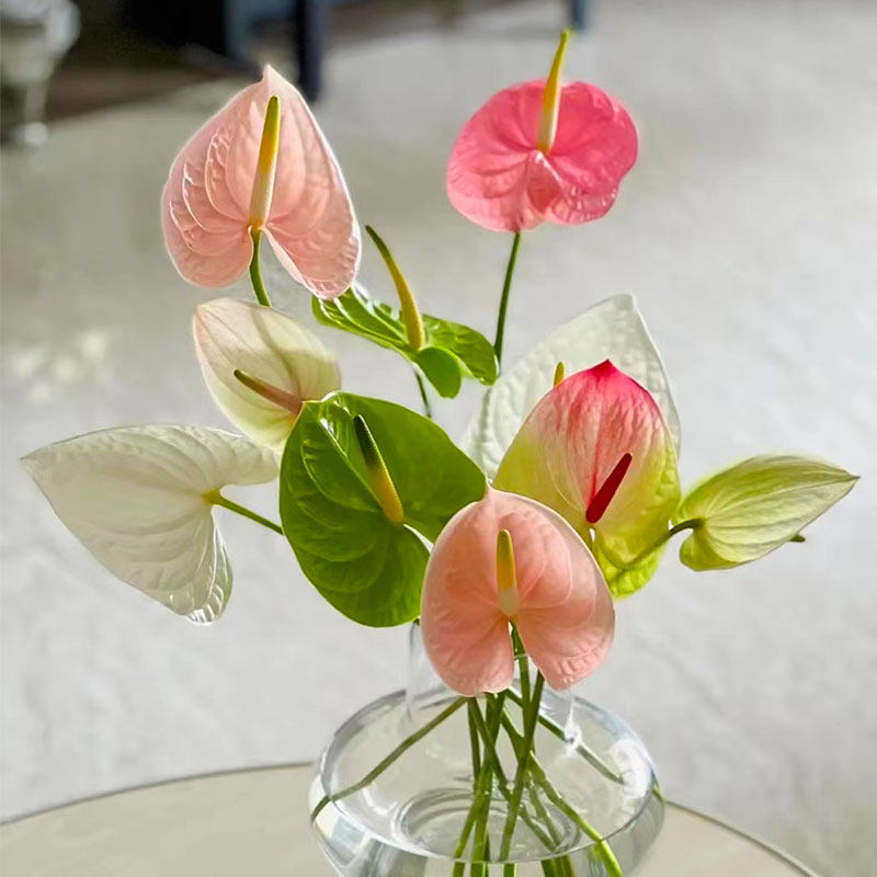 彩掌鲜切花云南直发掌类植物粉掌红掌水培绿植掌花插花鲜花花束
