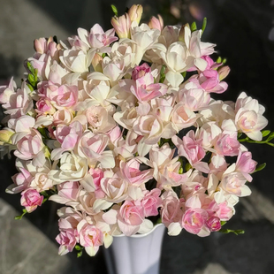 香雪兰鲜花小苍兰鲜切花云南基地直发室内水养办公室插花稀有品种