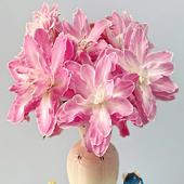 莲花仙子重瓣百合鲜花云南基地直发办公室内水养新鲜瓶插节日礼物