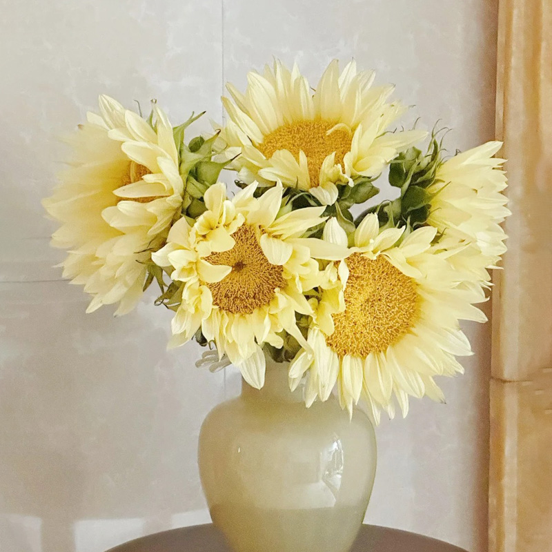 奶油向日葵鲜花葵花水培顺丰包邮
