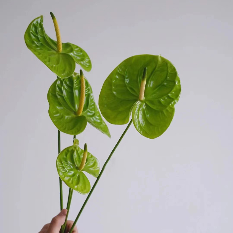 绿掌鲜切花鲜花云南直发鲜切枝花然严品水培绿植办公室植物插花掌