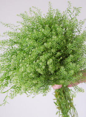 绿铃草鲜切花云南直发插花配叶配草客厅水培绿植花束鲜花绿菱草