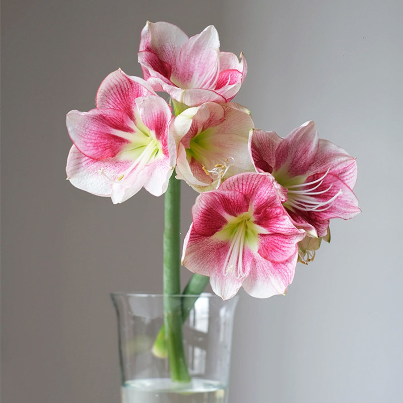 朱顶红鲜花云南基地直发童话邂逅菲利室内水养新鲜插花真花鲜切花,鲜花速递/花卉仿真/绿植园艺,花材,淘宝优惠券,粉丝福利购,淘宝优惠卷