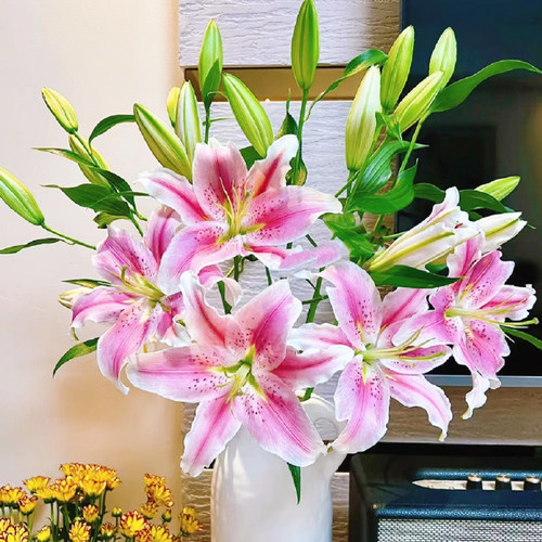 香水百合鲜花云南直发新鲜水培插花粉色百合索尔邦鲜切花黄天霸