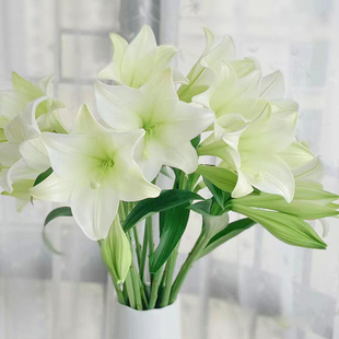 白色铁炮百合鲜花多头花束云南直发客厅家用水养插瓶花花束花苞大