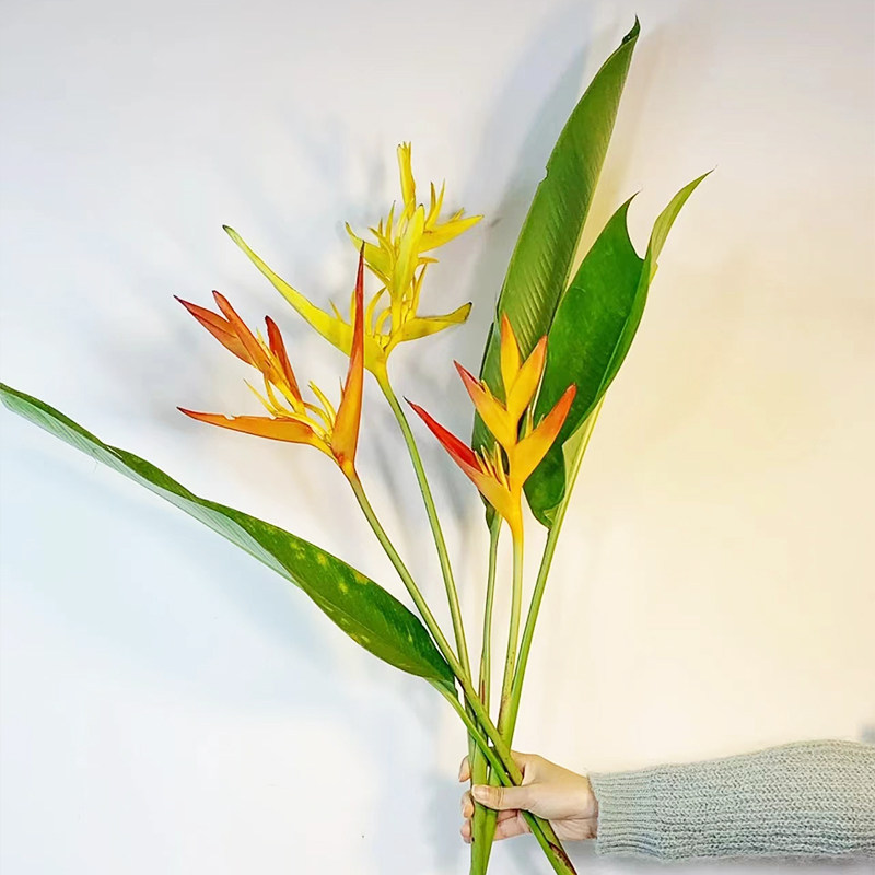 黄金鸟鲜花云南基地直发鲜切花室内水养新鲜绿植插花蝎尾蕉鲜切