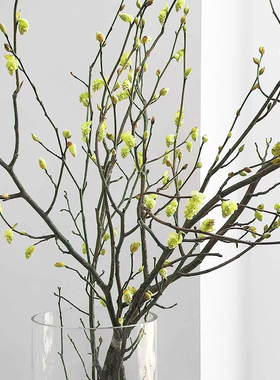 耳坠花鲜花云南直发干枝白色蜡瓣花鲜切花水培新鲜插花带花苞鲜枝