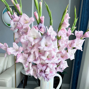 烟灰色剑兰鲜花云南直发室内水培花束绿植插花唐菖蒲鲜切花真花