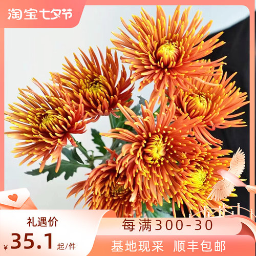 烟花菊鲜花云南直发花卉室内水培菊花插花真花花束安娜菊鲜切花