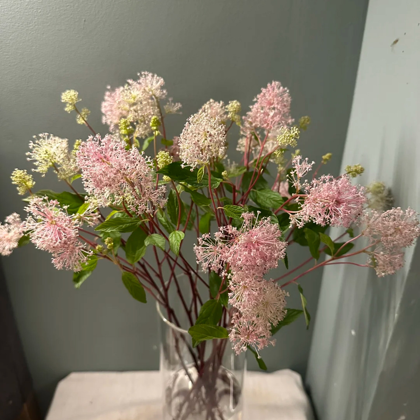 美洲茶鲜花云南基地直发稀有小众鲜切花办公室室内桌面瓶插鲜花