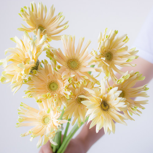 非洲菊弗朗花鲜花太阳花