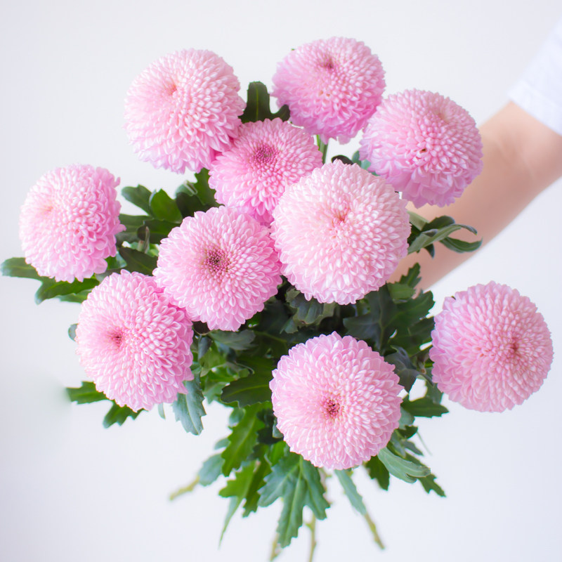 粉色乒乓菊鲜花云南直发室内插花水培真花花束花期长鲜切花菊花