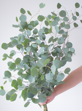 圆叶尤加利叶鲜花云南基地直发花然严品室内插花配草鲜切花桉树叶