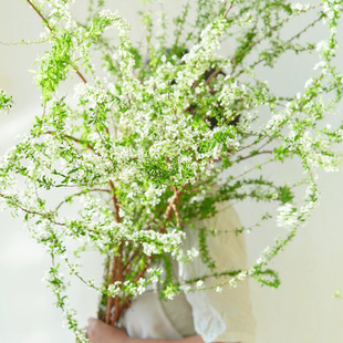 a级雪柳鲜枝带花苞鲜花云南直发插花鲜切花重瓣雪柳花粗壮枝水培