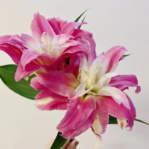 红丝带重瓣百合云南直发水养鲜花