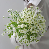 重瓣洋甘菊鲜花花束小女孩云南直发水培植物鲜切花德国洋甘菊罗马