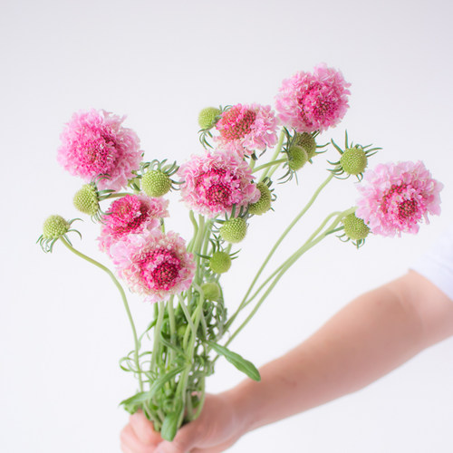 草莓琥珀松虫草鲜花家庭插瓶花束