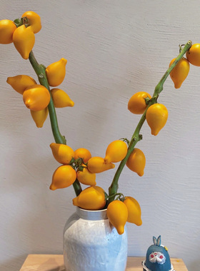 五代同堂黄金果鲜花云南直发五袋果 福禄果鲜切花五指茄插花乳茄