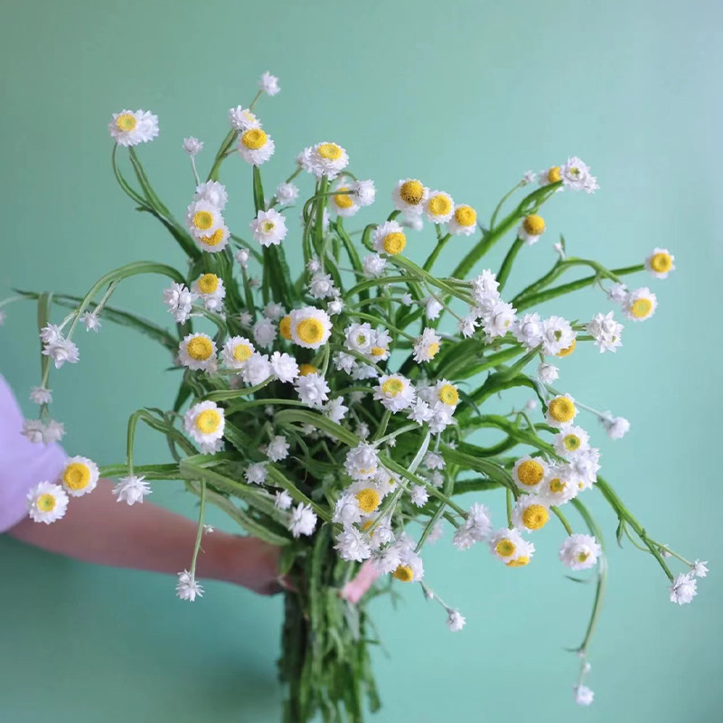 银包菊菊花鲜花基地直发顺丰包邮