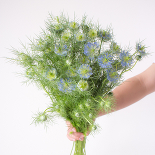 黑种草鲜花云南基地直发家用桌面插花配花配草水养绿植花束鲜切花