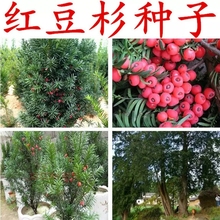 红豆杉种子南方曼地亚红豆杉盆景树苗沙藏开口东北方红豆杉果实籽