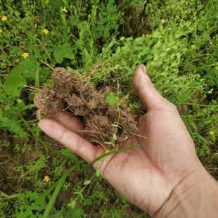 田基黄苗地耳草种子黄花草雀舌草潮汕退黄花仔草中草药材种