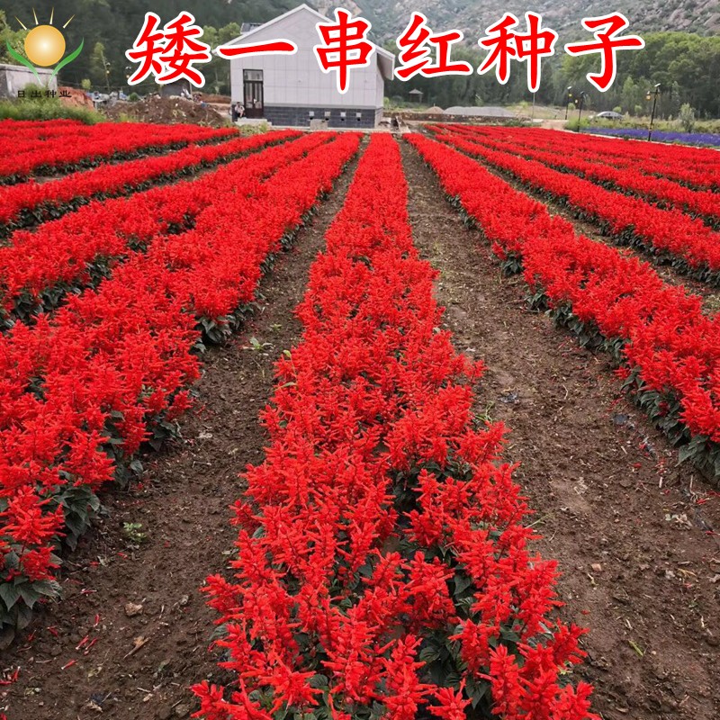 正宗矮一串红种子矮串红高串红一串蓝种子易活播易种耐寒花卉种子_虎窝淘