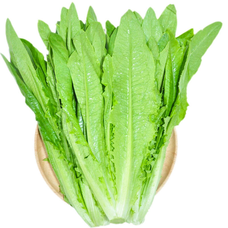 油麦菜种子香脆高甜红油麦菜种籽阳台盆栽四季播蔬菜孑菜种子大全,鲜花速递/花卉仿真/绿植园艺,家庭园艺种子,淘宝优惠券,粉丝福利购,淘宝优惠卷