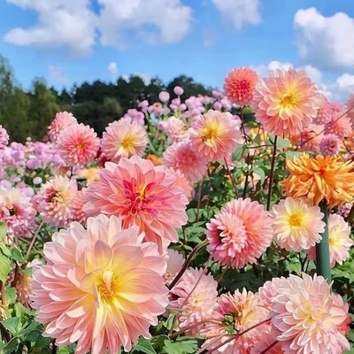 花友之家夏秋好种易活美观