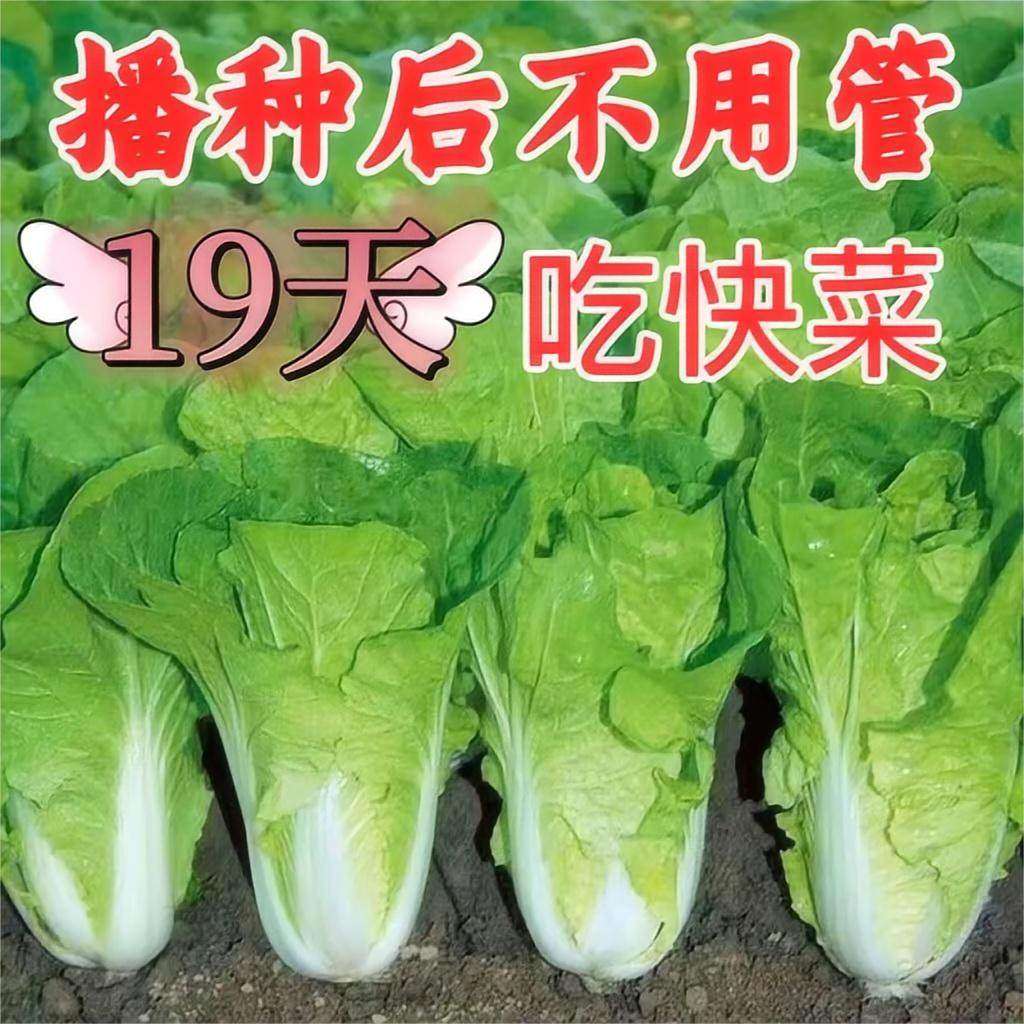 奶油快菜种子19天成熟耐热耐高温四季速生高产小白菜种子蔬菜种子,鲜花速递/花卉仿真/绿植园艺,家庭园艺种子,淘宝优惠券,粉丝福利购,淘宝优惠卷