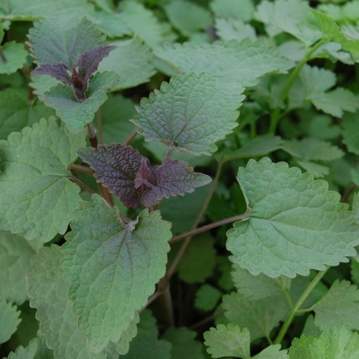 蔬菜藿香四季植物室外驱蚊草种籽