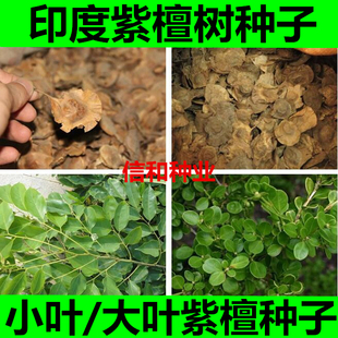 印度小叶紫檀种子 羽叶檀 青龙木 黄柏木 檀香树种子 名贵木材籽