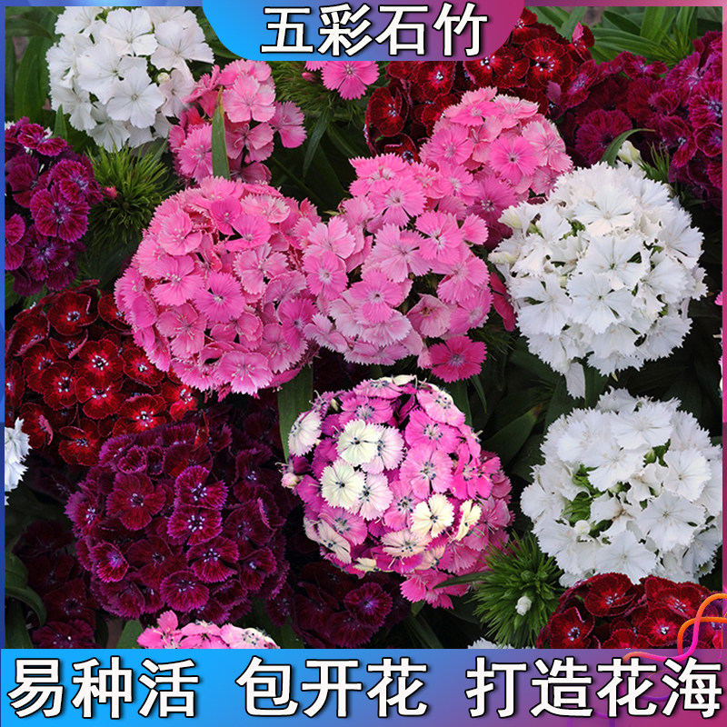 五彩石竹花种籽常夏石竹种子室内盆栽花卉苗庭院户外景观绿化种植