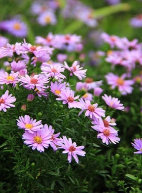 荷兰菊种子蓝紫色四季易种纽约紫苑花姬高山多年生宿根耐旱耐寒