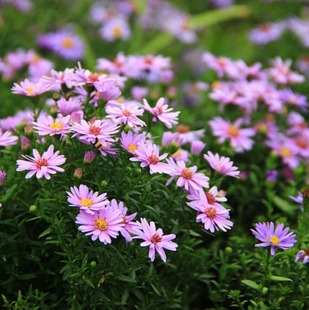荷兰菊种子蓝紫色四季 易种纽约紫苑花姬高山多年生宿根耐旱耐寒