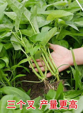 正宗高产三叉空心菜种籽柳叶通心菜种子四季阳台蔬菜种子盆栽菜园