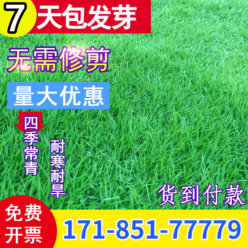 进口绿化草坪种子四季常青狗牙根黑麦草百慕大高羊茅庭院护坡草籽