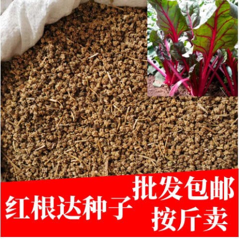 红根达种子甜叶菜种子牛皮菜种子甜菜根红波菜种子四季播蔬菜种子