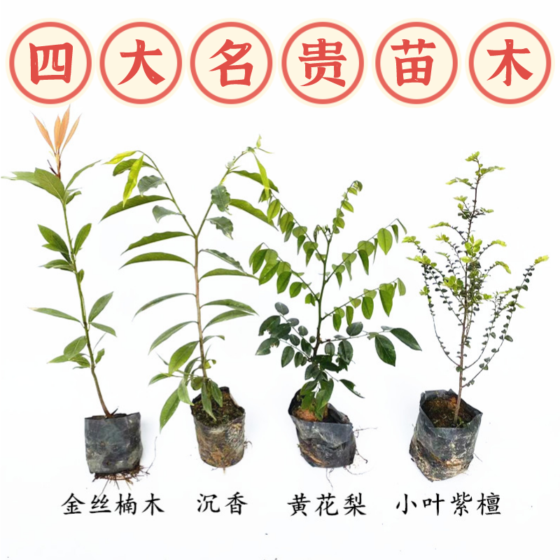 金丝楠木树苗奇楠沉香黄花梨树苗