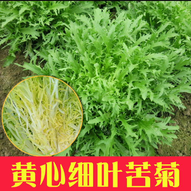 黄心苦菊种子四季阳台蔬菜种子夏秋季耐热沙拉菜生菜苦苣菜种子