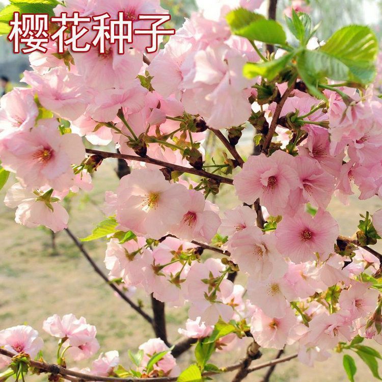 樱花种子 日本樱花籽 树种子 樱桃种子山樱花种子 林木花卉种子