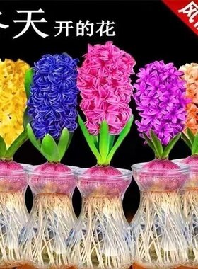 Four-season planting of imported hyacinth bulbs
