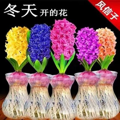 Four-season planting of imported hyacinth bulbs