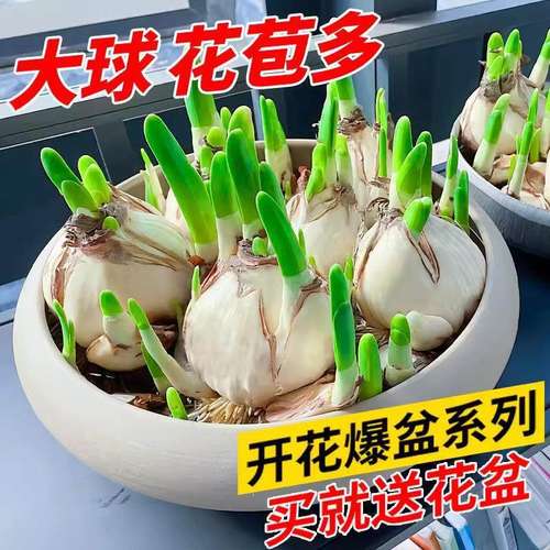 进口水仙花种/球水培室内四季花盆子栽绿色植礼物