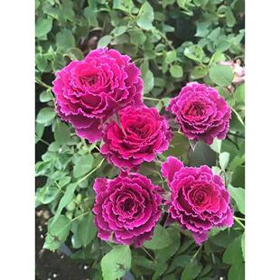 For sale: Trachelospermum jasminoides seedlings easy to grow