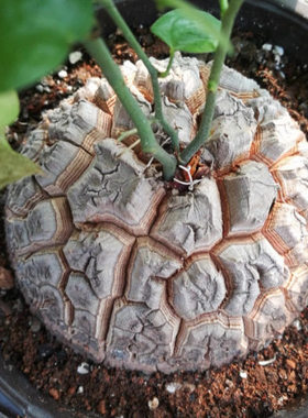 Caudex Dioscorea elephantipes succulent, 5–6 cm tuber