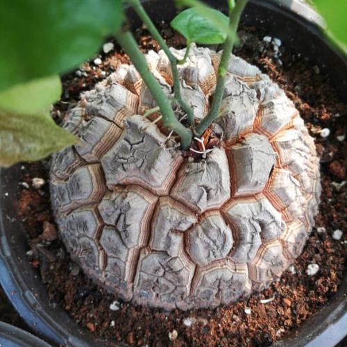 Caudex Dioscorea elephantipes succulent, 5–6 cm tuber